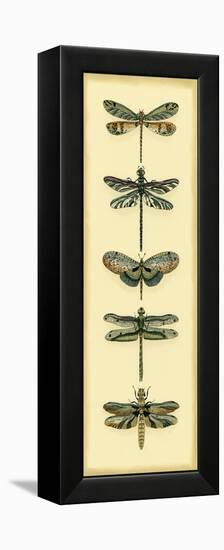 Small Dragonfly Collector II-Chariklia Zarris-Framed Stretched Canvas