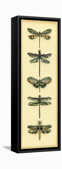Small Dragonfly Collector II-Chariklia Zarris-Framed Stretched Canvas