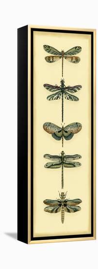 Small Dragonfly Collector II-Chariklia Zarris-Framed Stretched Canvas