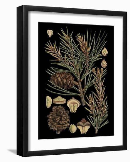 Small Dramatic Conifers II-Vision Studio-Framed Art Print