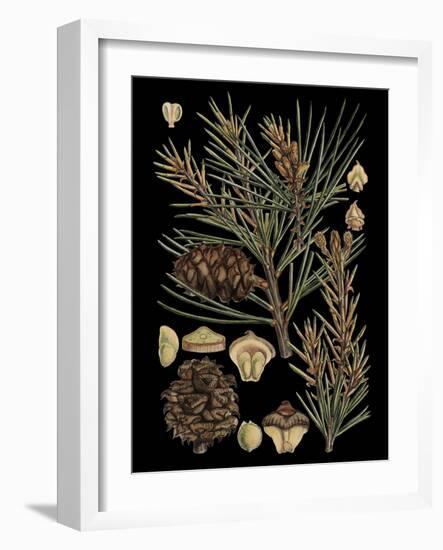 Small Dramatic Conifers II-Vision Studio-Framed Art Print