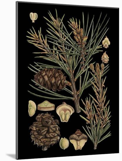 Small Dramatic Conifers II-Vision Studio-Mounted Art Print