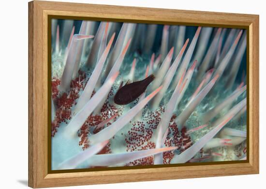 Small Fish Hides in the Venomous Spines of a Crown of Thorns Starfish (Acanthaster Planci)-Louise Murray-Framed Premier Image Canvas