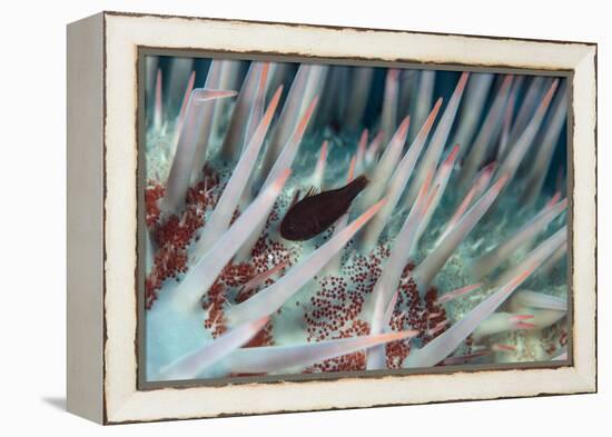 Small Fish Hides in the Venomous Spines of a Crown of Thorns Starfish (Acanthaster Planci)-Louise Murray-Framed Premier Image Canvas