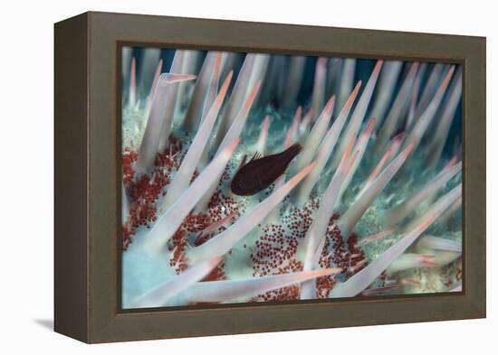 Small Fish Hides in the Venomous Spines of a Crown of Thorns Starfish (Acanthaster Planci)-Louise Murray-Framed Premier Image Canvas