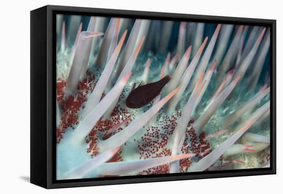 Small Fish Hides in the Venomous Spines of a Crown of Thorns Starfish (Acanthaster Planci)-Louise Murray-Framed Premier Image Canvas