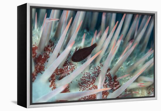 Small Fish Hides in the Venomous Spines of a Crown of Thorns Starfish (Acanthaster Planci)-Louise Murray-Framed Premier Image Canvas