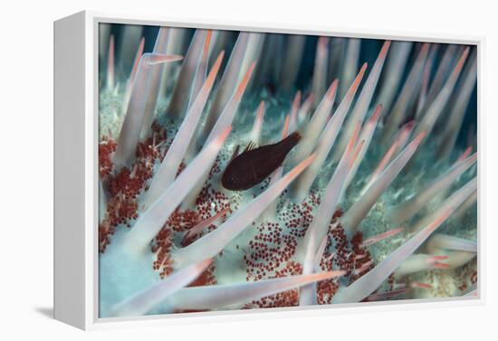 Small Fish Hides in the Venomous Spines of a Crown of Thorns Starfish (Acanthaster Planci)-Louise Murray-Framed Premier Image Canvas