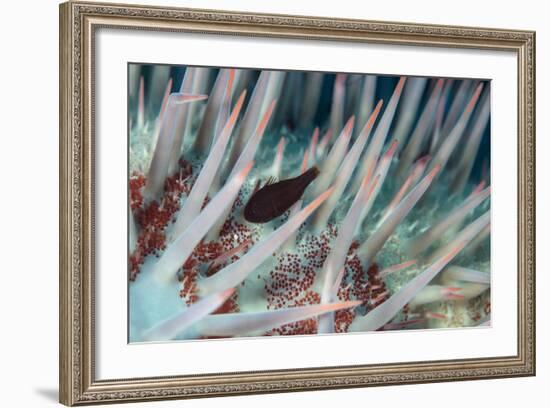 Small Fish Hides in the Venomous Spines of a Crown of Thorns Starfish (Acanthaster Planci)-Louise Murray-Framed Photographic Print