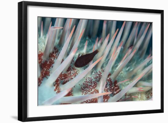 Small Fish Hides in the Venomous Spines of a Crown of Thorns Starfish (Acanthaster Planci)-Louise Murray-Framed Photographic Print