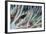 Small Fish Hides in the Venomous Spines of a Crown of Thorns Starfish (Acanthaster Planci)-Louise Murray-Framed Photographic Print