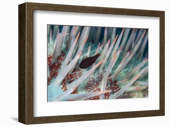 Small Fish Hides in the Venomous Spines of a Crown of Thorns Starfish (Acanthaster Planci)-Louise Murray-Framed Photographic Print