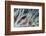 Small Fish Hides in the Venomous Spines of a Crown of Thorns Starfish (Acanthaster Planci)-Louise Murray-Framed Photographic Print