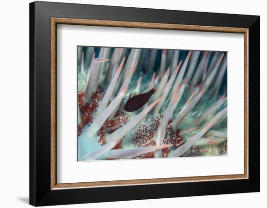 Small Fish Hides in the Venomous Spines of a Crown of Thorns Starfish (Acanthaster Planci)-Louise Murray-Framed Photographic Print