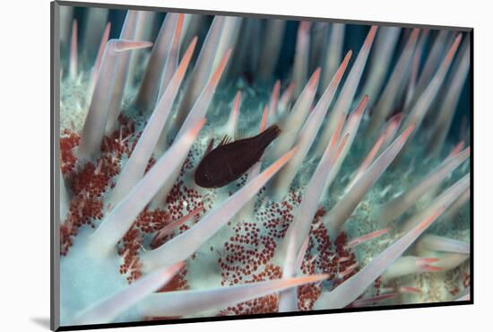 Small Fish Hides in the Venomous Spines of a Crown of Thorns Starfish (Acanthaster Planci)-Louise Murray-Mounted Photographic Print