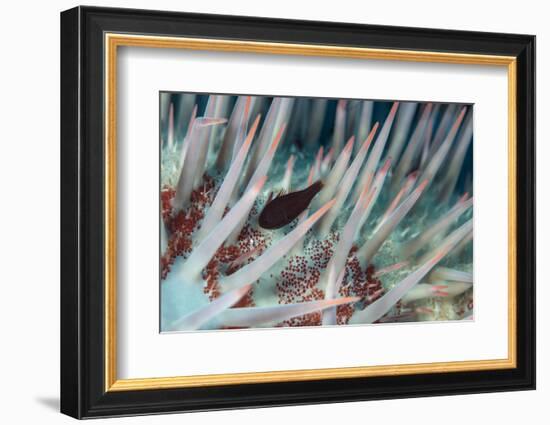 Small Fish Hides in the Venomous Spines of a Crown of Thorns Starfish (Acanthaster Planci)-Louise Murray-Framed Photographic Print