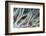 Small Fish Hides in the Venomous Spines of a Crown of Thorns Starfish (Acanthaster Planci)-Louise Murray-Framed Photographic Print