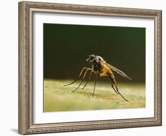 Small fleck-winged snipefly sitting in typical posture on log, UK-Andy Sands-Framed Photographic Print