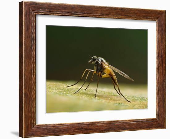 Small fleck-winged snipefly sitting in typical posture on log, UK-Andy Sands-Framed Photographic Print