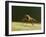 Small fleck-winged snipefly sitting in typical posture on log, UK-Andy Sands-Framed Photographic Print