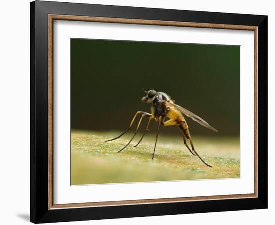 Small fleck-winged snipefly sitting in typical posture on log, UK-Andy Sands-Framed Photographic Print