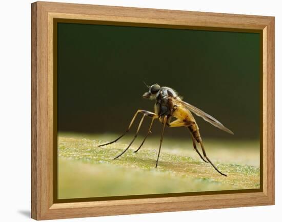 Small fleck-winged snipefly sitting in typical posture on log, UK-Andy Sands-Framed Premier Image Canvas