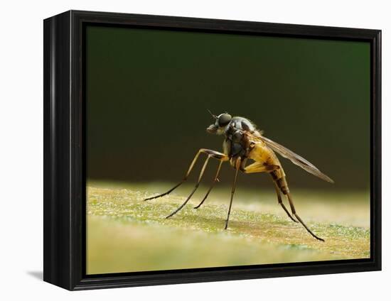 Small fleck-winged snipefly sitting in typical posture on log, UK-Andy Sands-Framed Premier Image Canvas