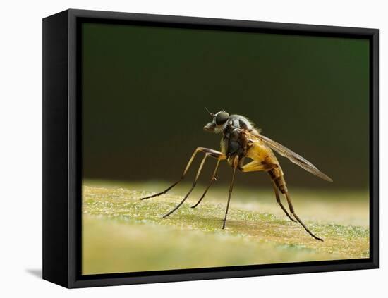 Small fleck-winged snipefly sitting in typical posture on log, UK-Andy Sands-Framed Premier Image Canvas