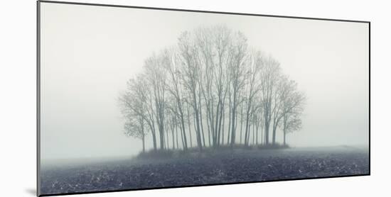 Small Forest in Autumn Foggy Morning-Konrad B?k-Mounted Photographic Print