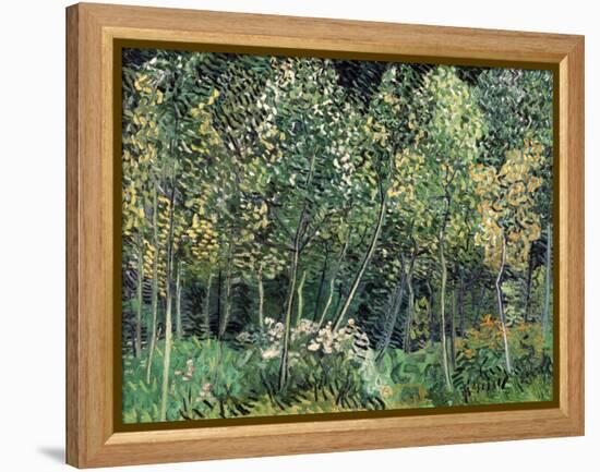 Small forest, July 1890-Vincent van Gogh-Framed Premier Image Canvas