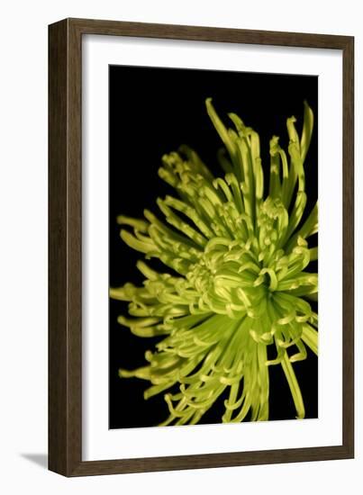 Small Fuji Mum I-Renee W. Stramel-Framed Art Print