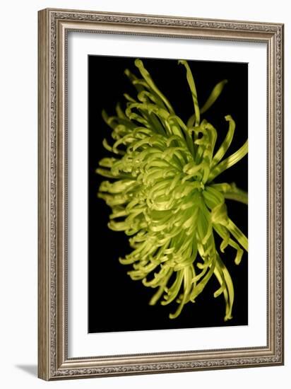 Small Fuji Mum II-Renee W. Stramel-Framed Art Print