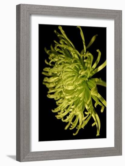 Small Fuji Mum II-Renee W. Stramel-Framed Art Print