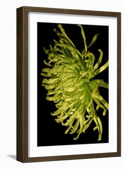 Small Fuji Mum II-Renee W. Stramel-Framed Art Print