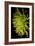 Small Fuji Mum II-Renee W. Stramel-Framed Art Print