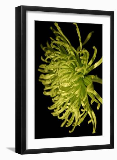 Small Fuji Mum II-Renee W. Stramel-Framed Art Print