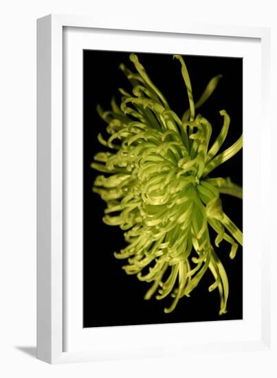 Small Fuji Mum II-Renee W. Stramel-Framed Art Print