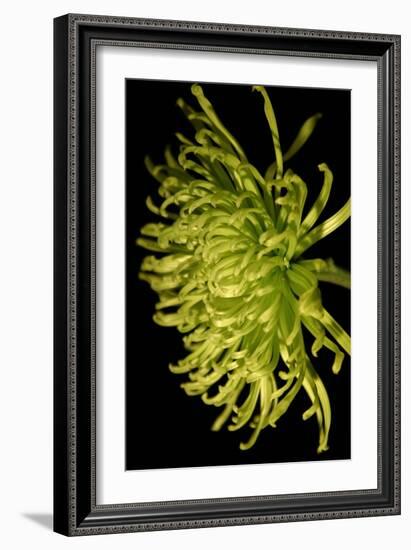 Small Fuji Mum II-Renee W. Stramel-Framed Art Print