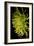 Small Fuji Mum II-Renee W. Stramel-Framed Art Print