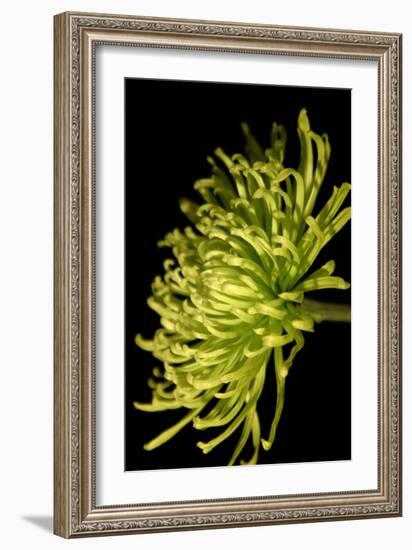 Small Fuji Mum III-Renee W. Stramel-Framed Art Print