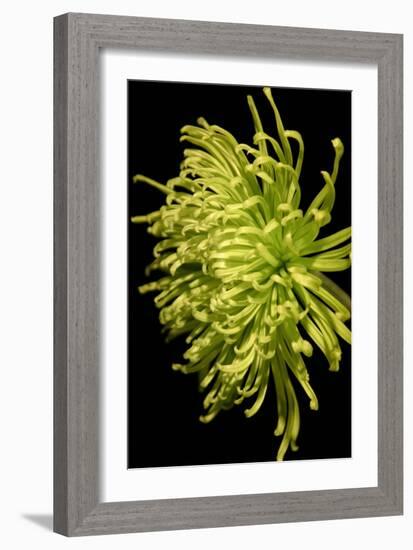 Small Fuji Mum IV-Renee W. Stramel-Framed Art Print