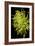 Small Fuji Mum IV-Renee W. Stramel-Framed Art Print