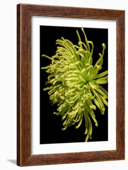 Small Fuji Mum IV-Renee W. Stramel-Framed Art Print