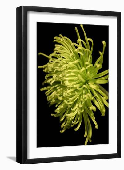 Small Fuji Mum IV-Renee W. Stramel-Framed Art Print