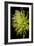 Small Fuji Mum IV-Renee W. Stramel-Framed Art Print