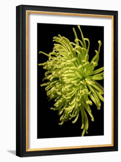 Small Fuji Mum IV-Renee W. Stramel-Framed Art Print