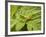 Small Gold Grasshopper on Leaf-Harald Kroiss-Framed Photographic Print