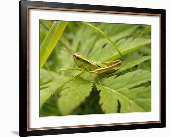 Small Gold Grasshopper on Leaf-Harald Kroiss-Framed Photographic Print