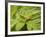 Small Gold Grasshopper on Leaf-Harald Kroiss-Framed Photographic Print