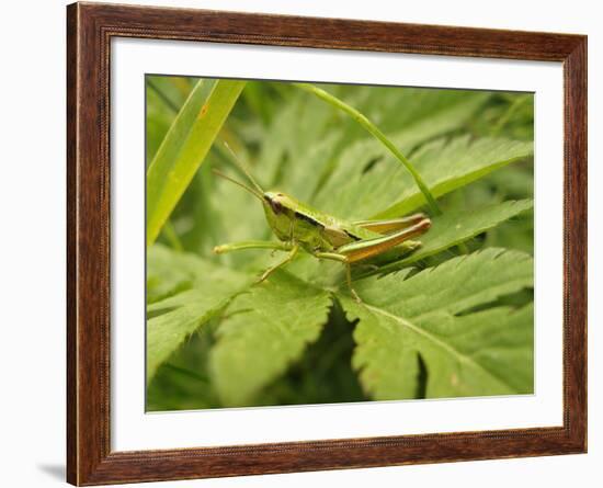 Small Gold Grasshopper on Leaf-Harald Kroiss-Framed Photographic Print